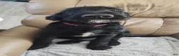 Labradoodle dogs for sale: Labradoodle Puppy 3 - Ad 2