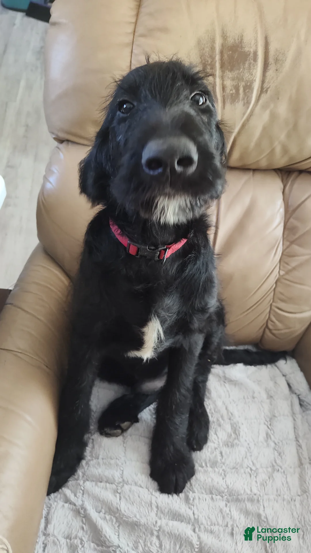 Labradoodle dogs for sale: Labradoodle Puppy 3 - Ad 2