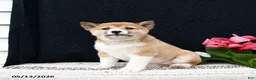 Shiba Inu dogs for sale: June - Ad 2