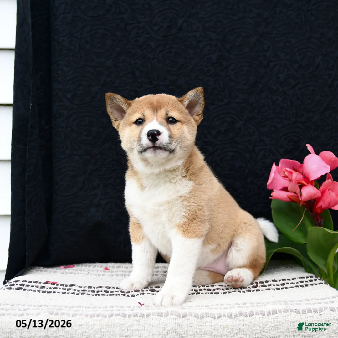 Shiba Inu dogs for sale: June - Ad 2