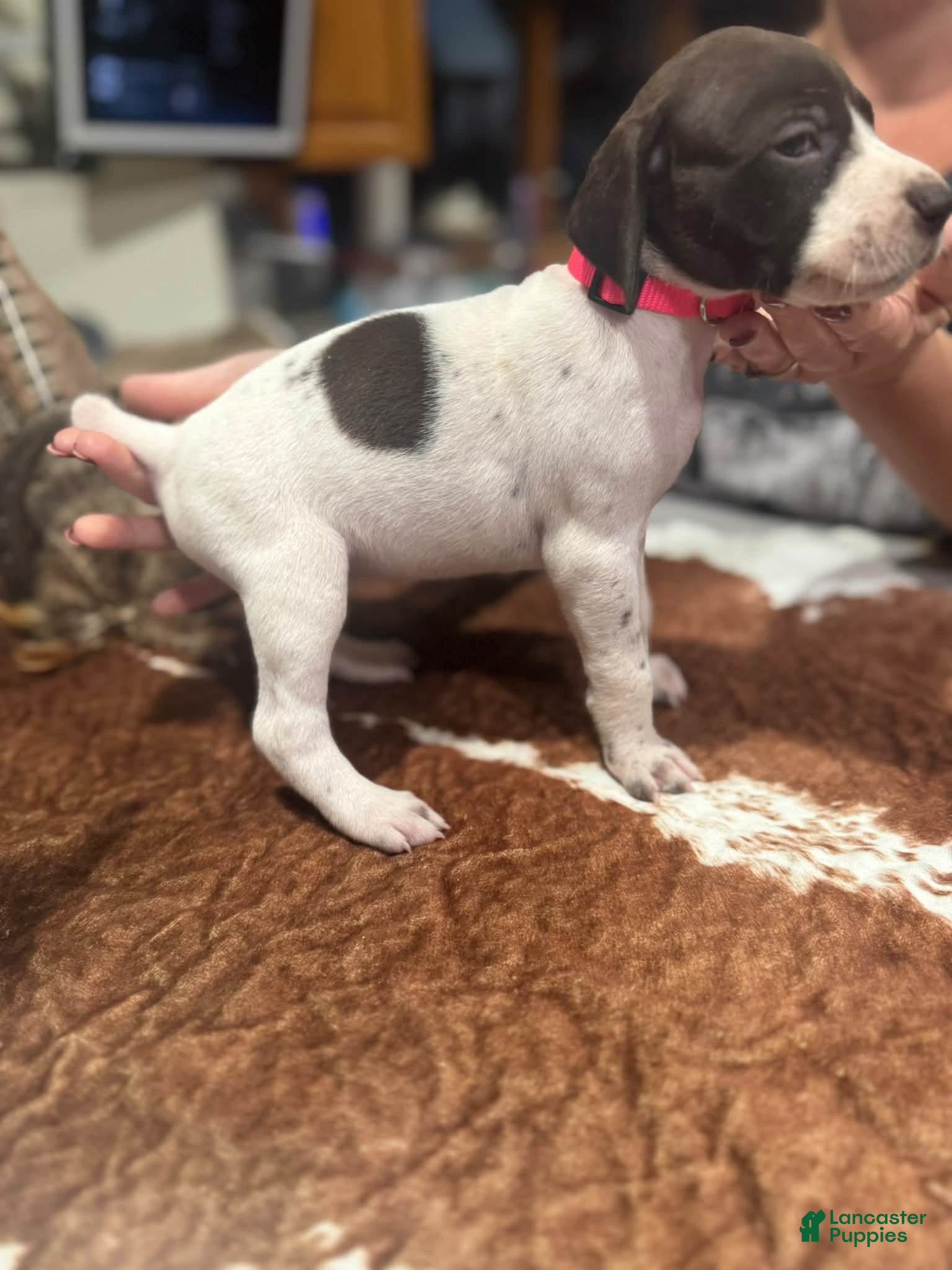 German Shorthaired Pointer dogs for sale: German Shorthaired Pointer 9 - Ad 16