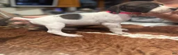 German Shorthaired Pointer dogs for sale: German Shorthaired Pointer 9 - Ad 1