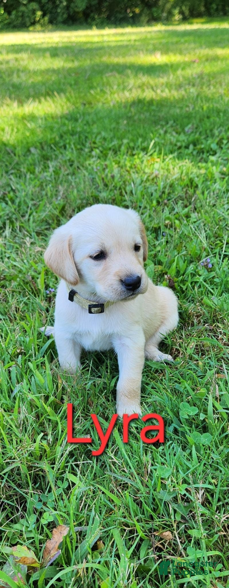 Labrador Retriever dogs Lyra - Ad 14