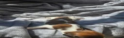 Miniature Dachshund dogs for sale: Chulo AKC - Ad 3