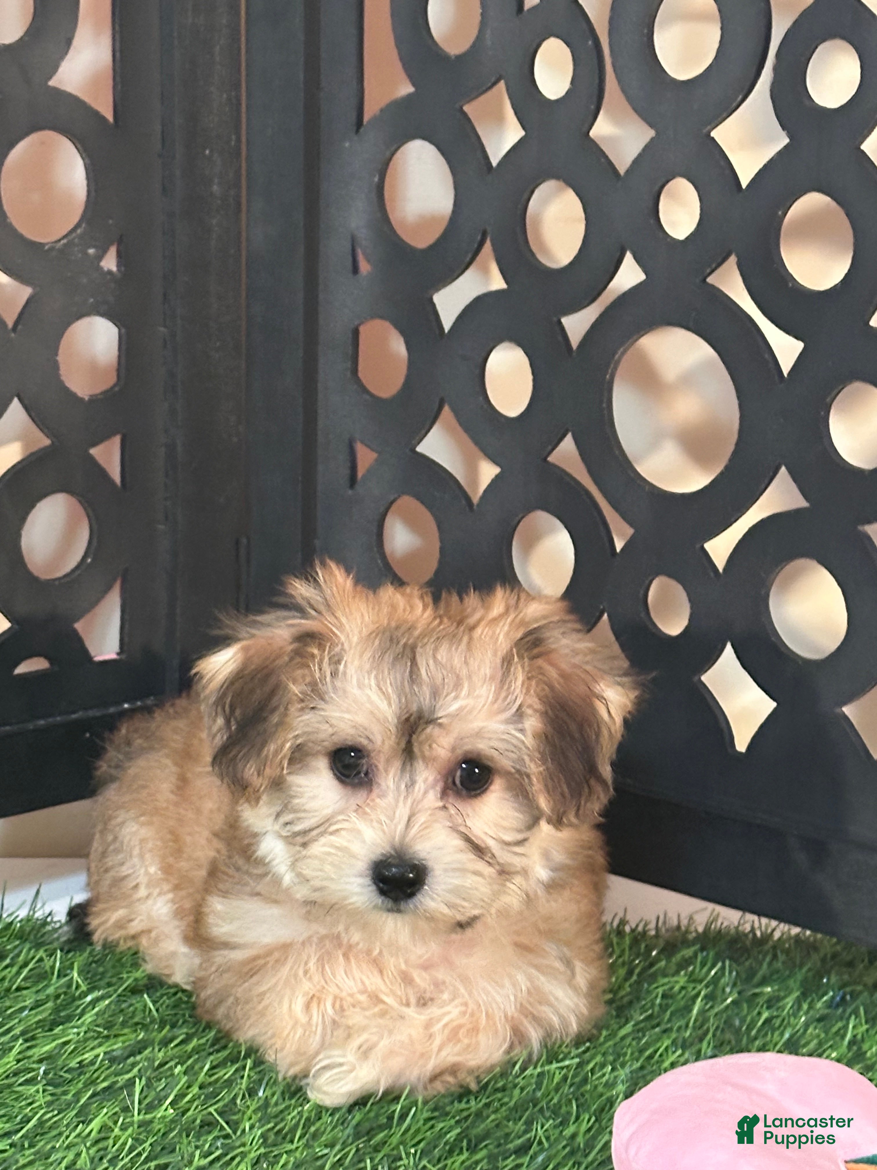 Yochon dogs Star Sweet Female Yochon Puppy - Ad 1
