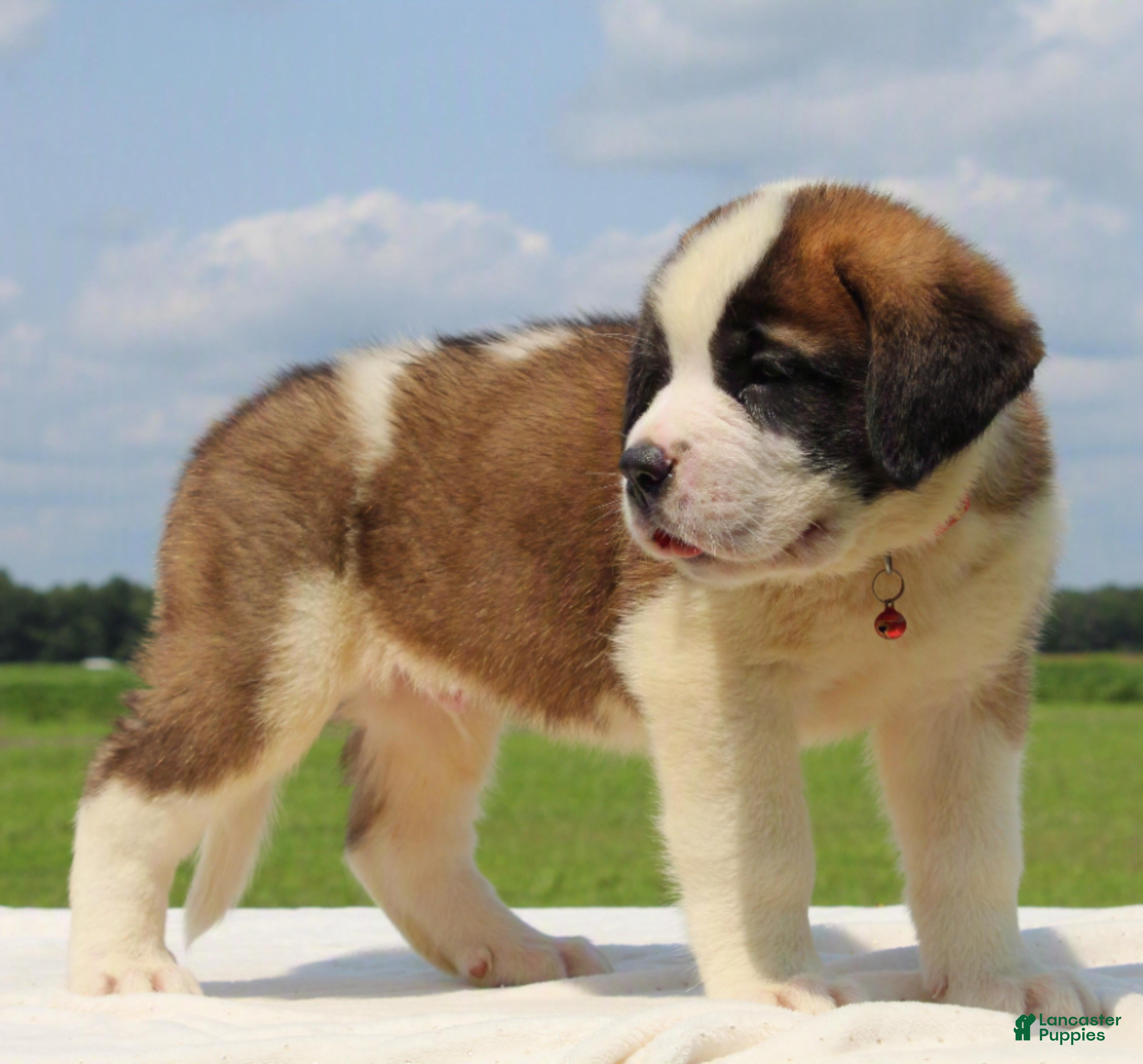 Saint Bernard dogs Magnum - AKC Champion Bloodlines - Ad 2