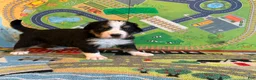 Bernese Mountain Dog dogs for sale: Teal - Ad 4