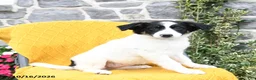 Border Collie dogs for sale: Snowball - Ad 3