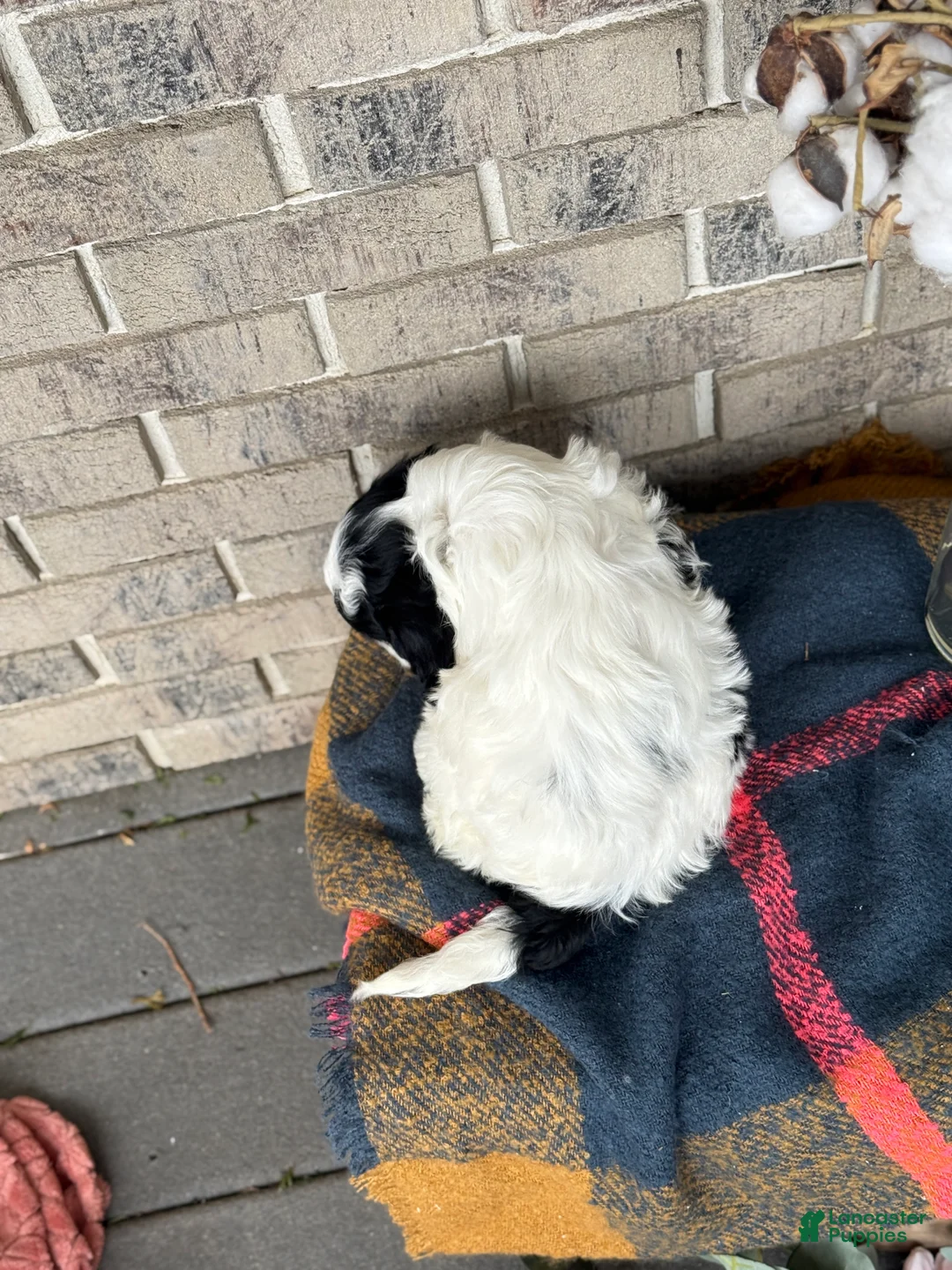 Cavapoo dogs for sale: Kip - Ad 10