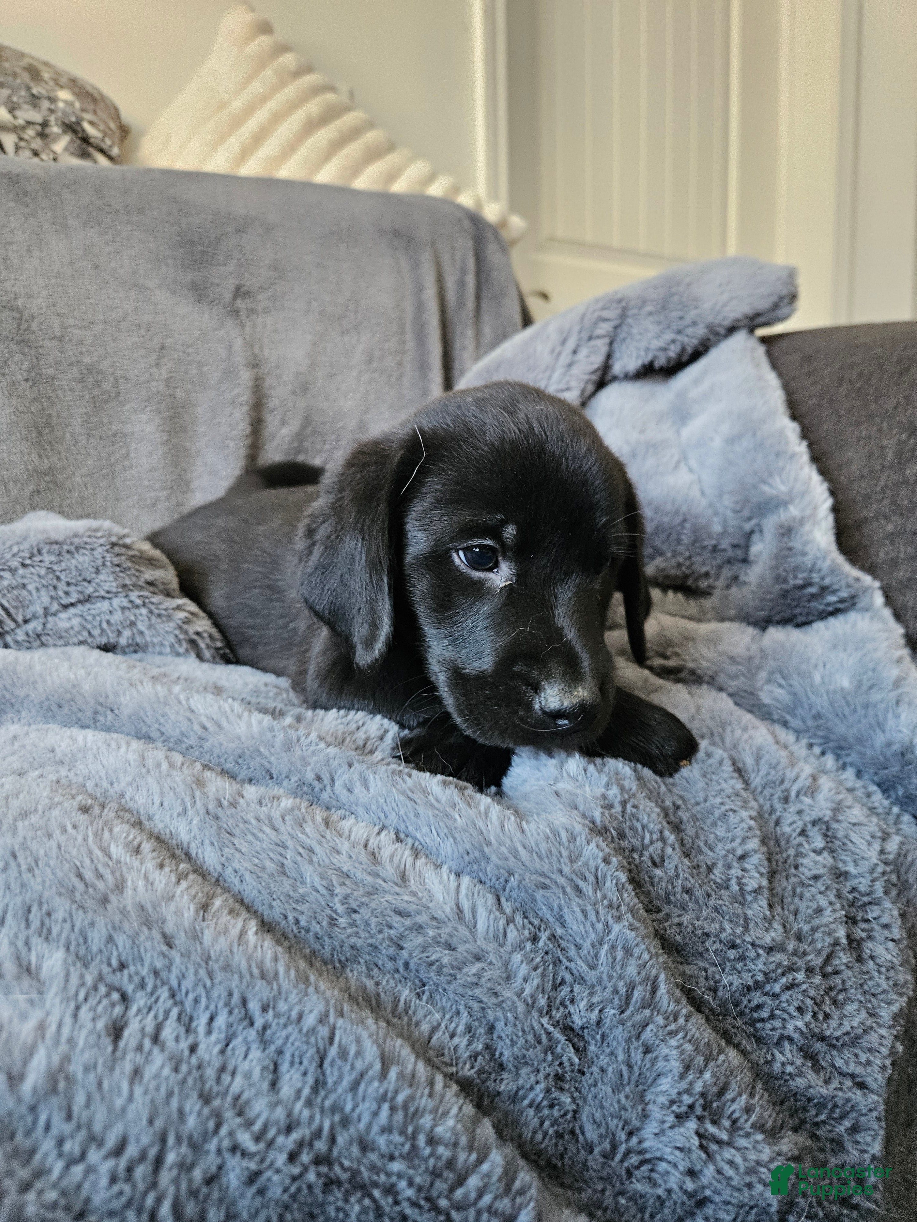 Labrador Retriever dogs Labrador Retriever Puppy 5 - Ad 2