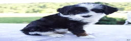 Mini Bernedoodle dogs for sale: Fiona - Ad 4