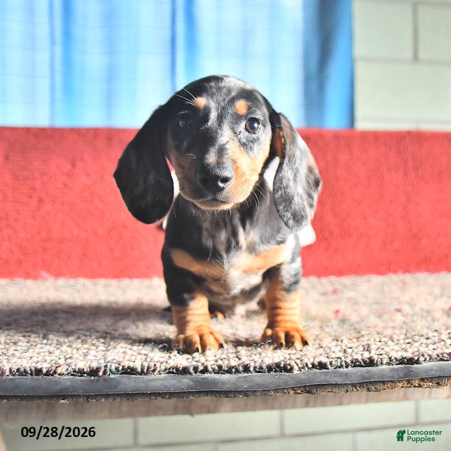 Miniature Dachshund dogs for sale: Teddy - Ad 1