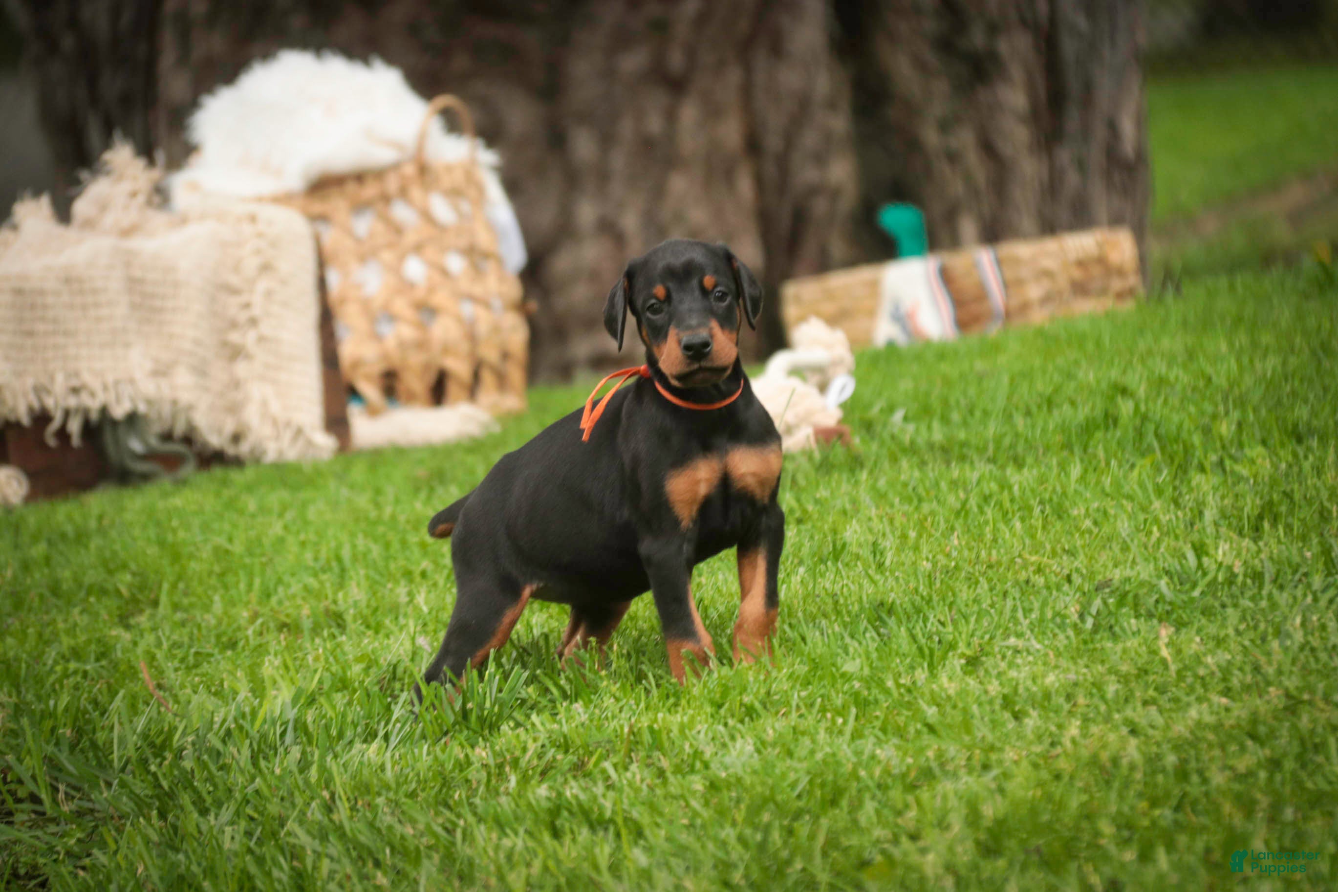 Doberman Pinscher dogs for sale: Isadora - Ad 7