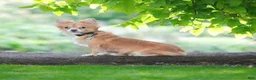 Chihuahua dogs for sale: Andre - Ad 5