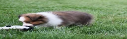 Shetland Sheepdog dogs for sale: Nico - Ad 4