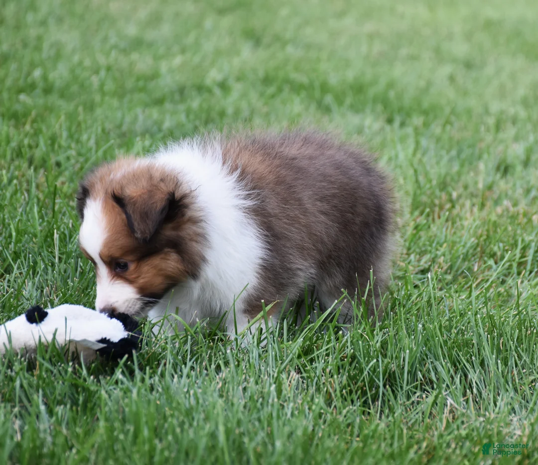 Shetland Sheepdog dogs for sale: Nico - Ad 4