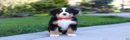 Bernese Mountain Dog dogs for sale: Nala - Ad 2