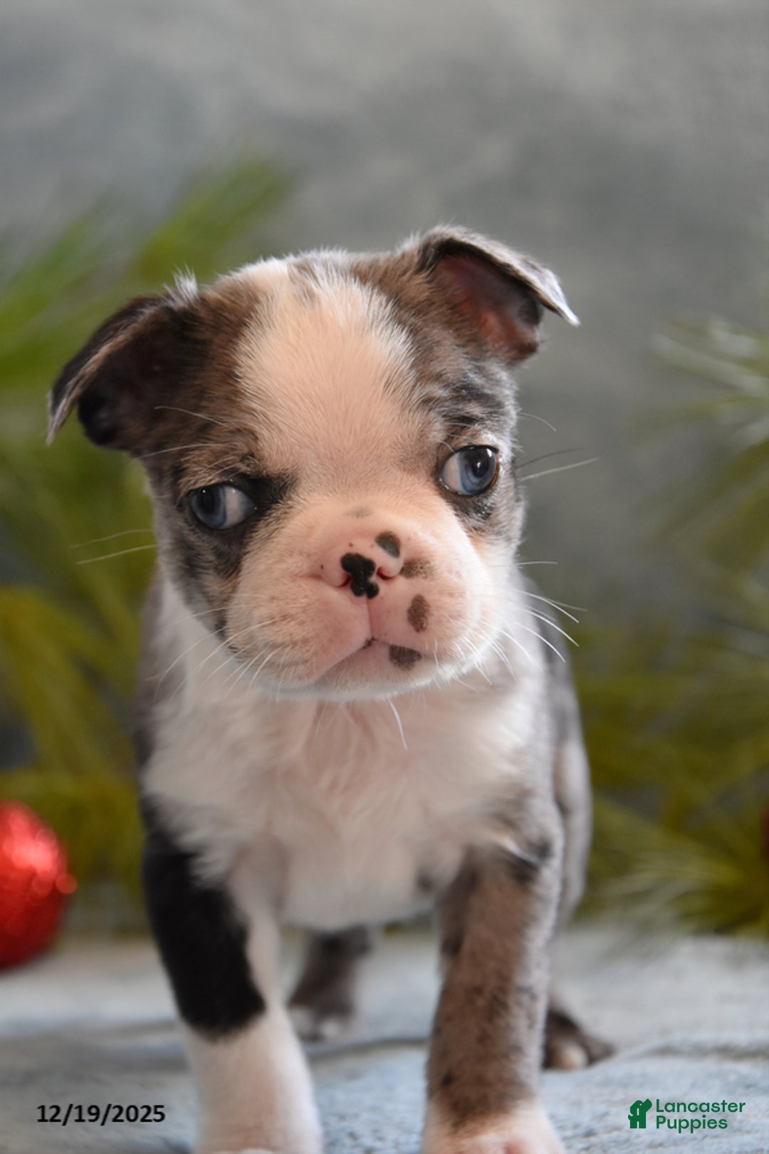 Boston Terrier dogs for sale: Turner - Ad 2