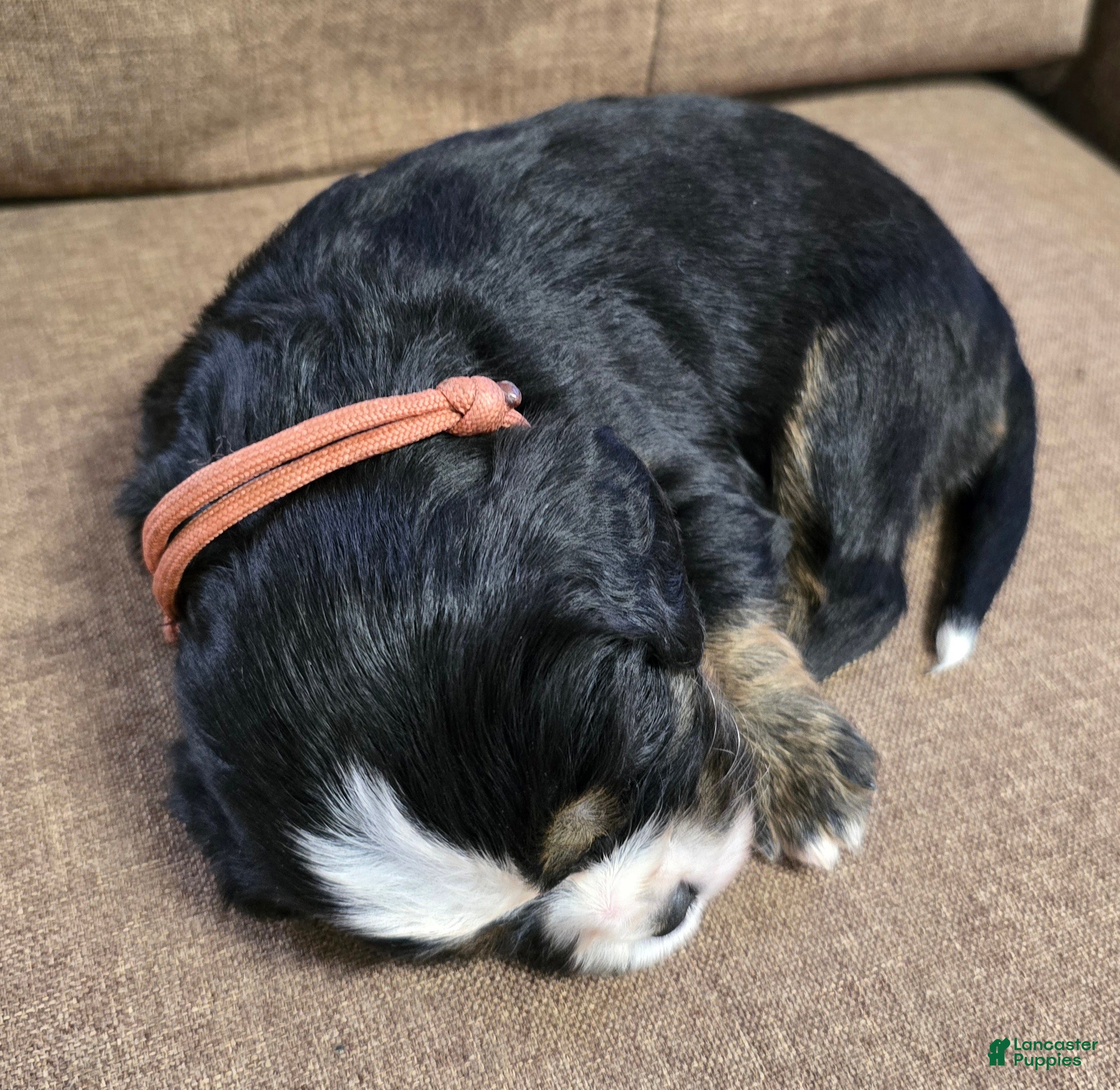 Miniature Bernese Mountain Dog dogs Lisbon  - Ad 2