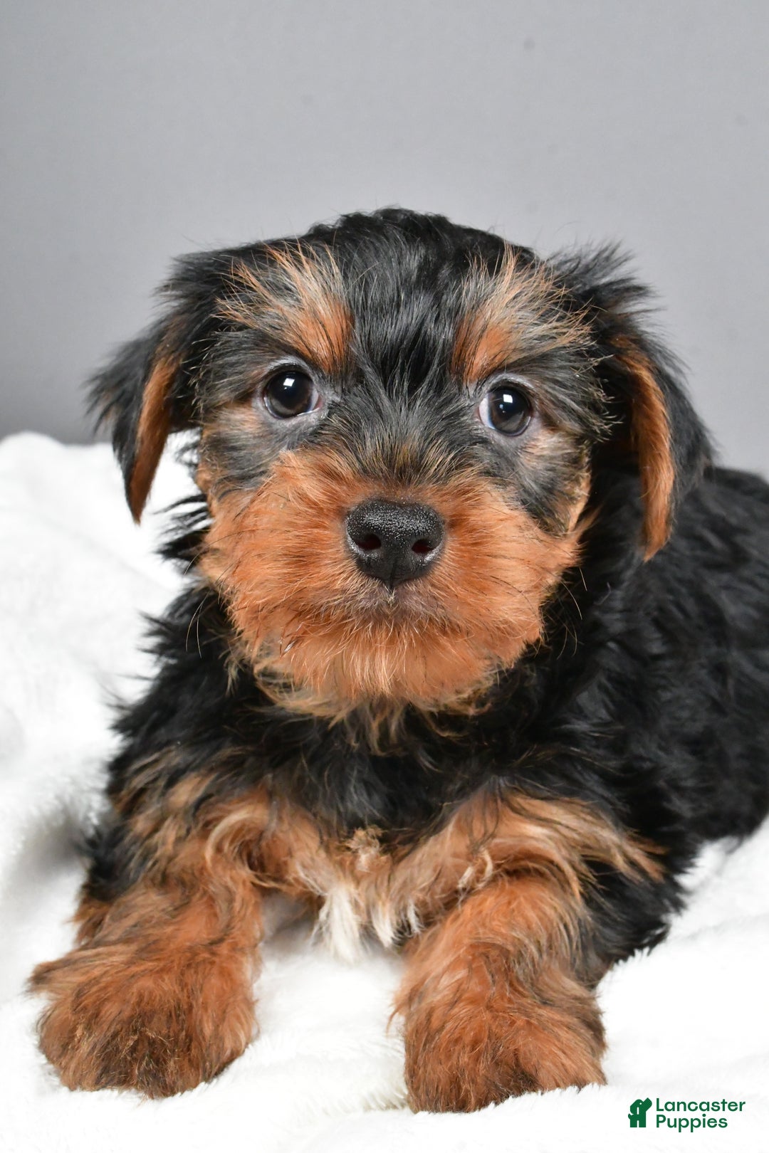 Yorkshire Terrier dogs for sale: Markie - Ad 9