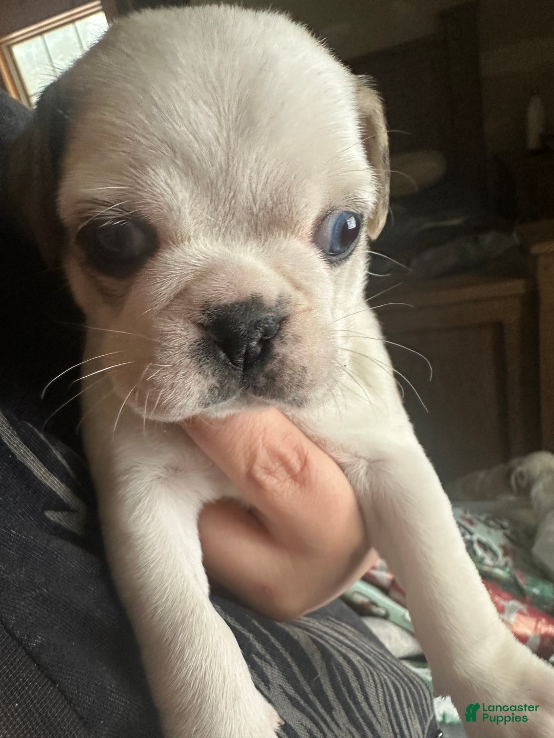 Pug dogs for sale: Finnley - Ad 3