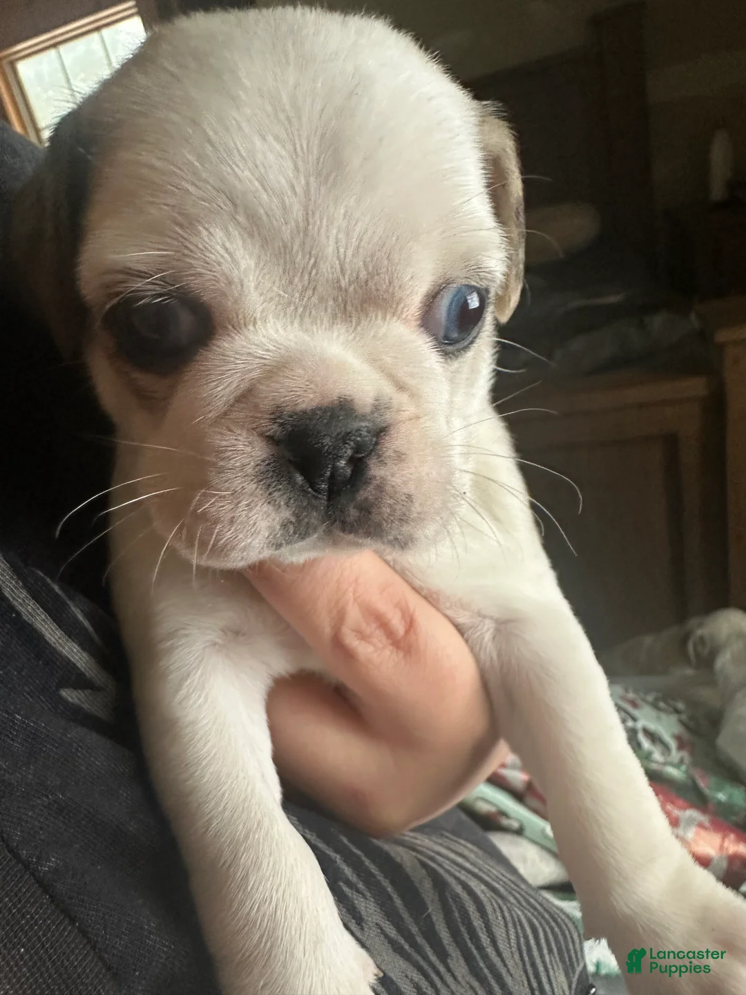 Pug dogs for sale: Finnley - Ad 7