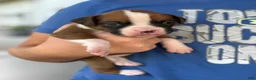 Boxer dogs for sale: Stella - Ad 8