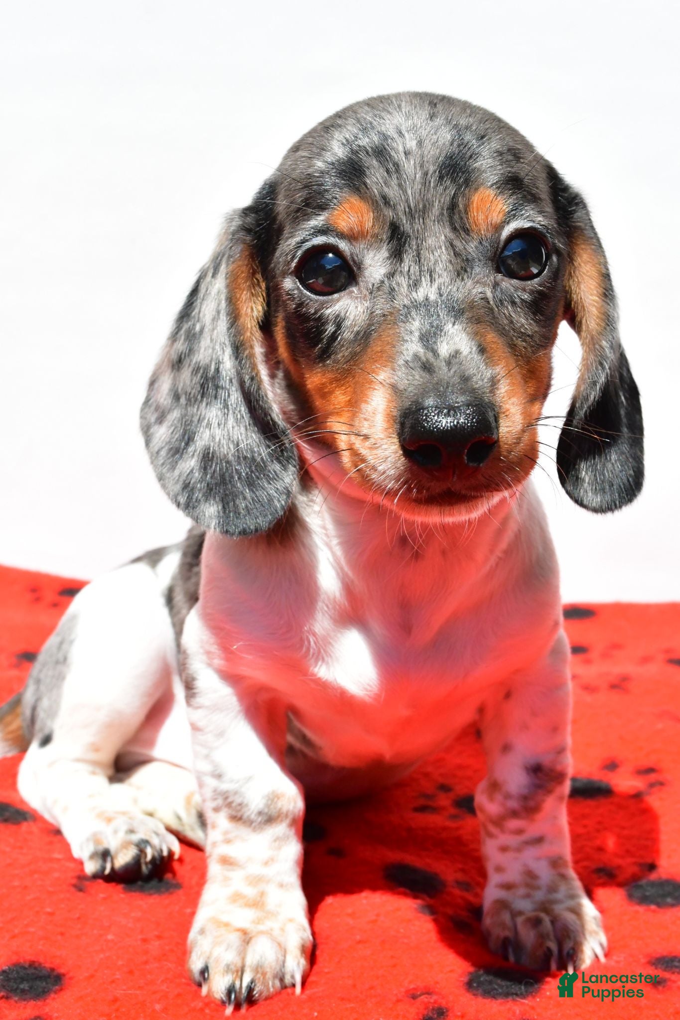 Dachshund dogs Bo - Ad 1