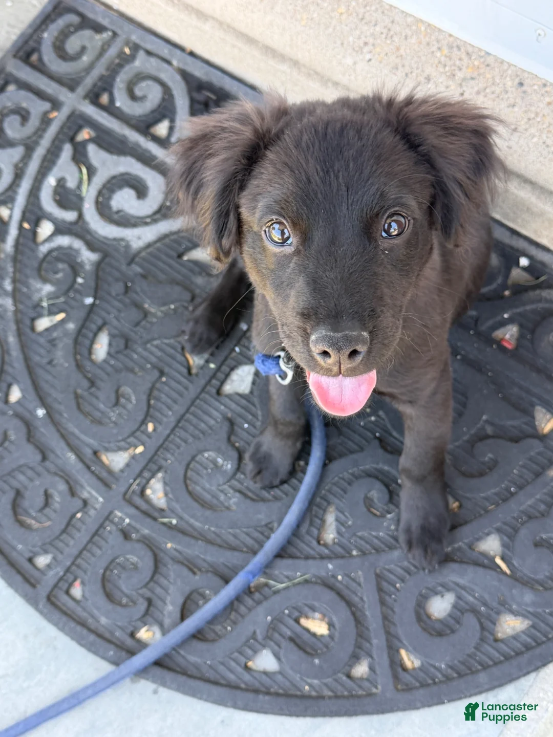 Mixed Breed dogs for sale: Mixed Breed 1 - Ad 8