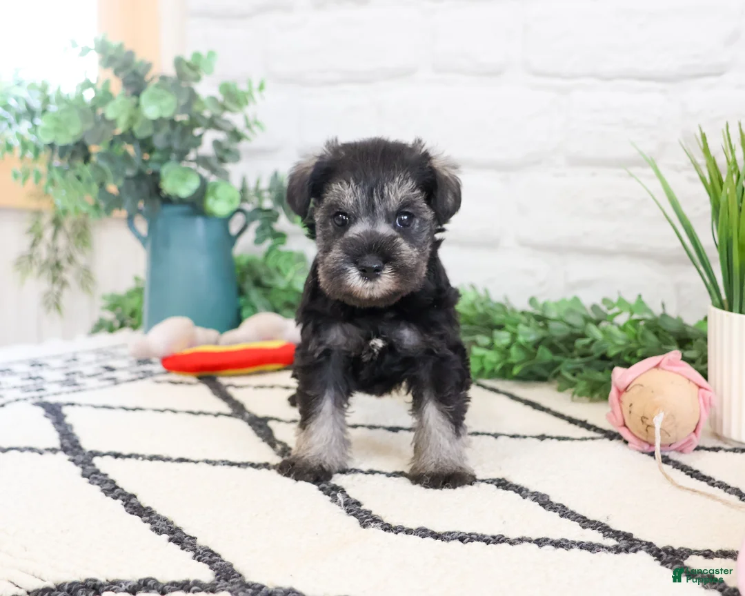 Miniature Schnauzer dogs for sale: Maram  - Ad 1