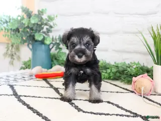 Miniature Schnauzer dogs Maram - Ad 40