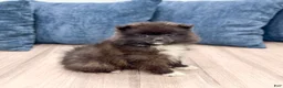 Pomeranian dogs for sale: Rory - Ad 4