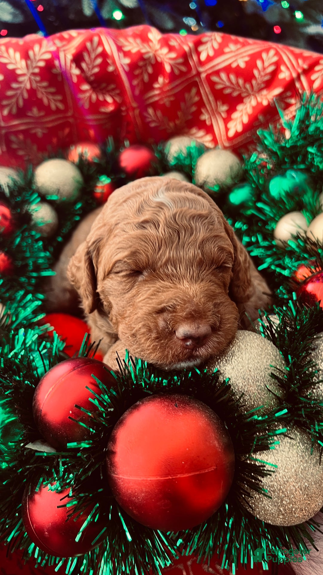 Goldendoodle dogs for sale: Bliss – Red Medium Goldendoodle (F) – Therapy Temperament Candidate - Ad 1