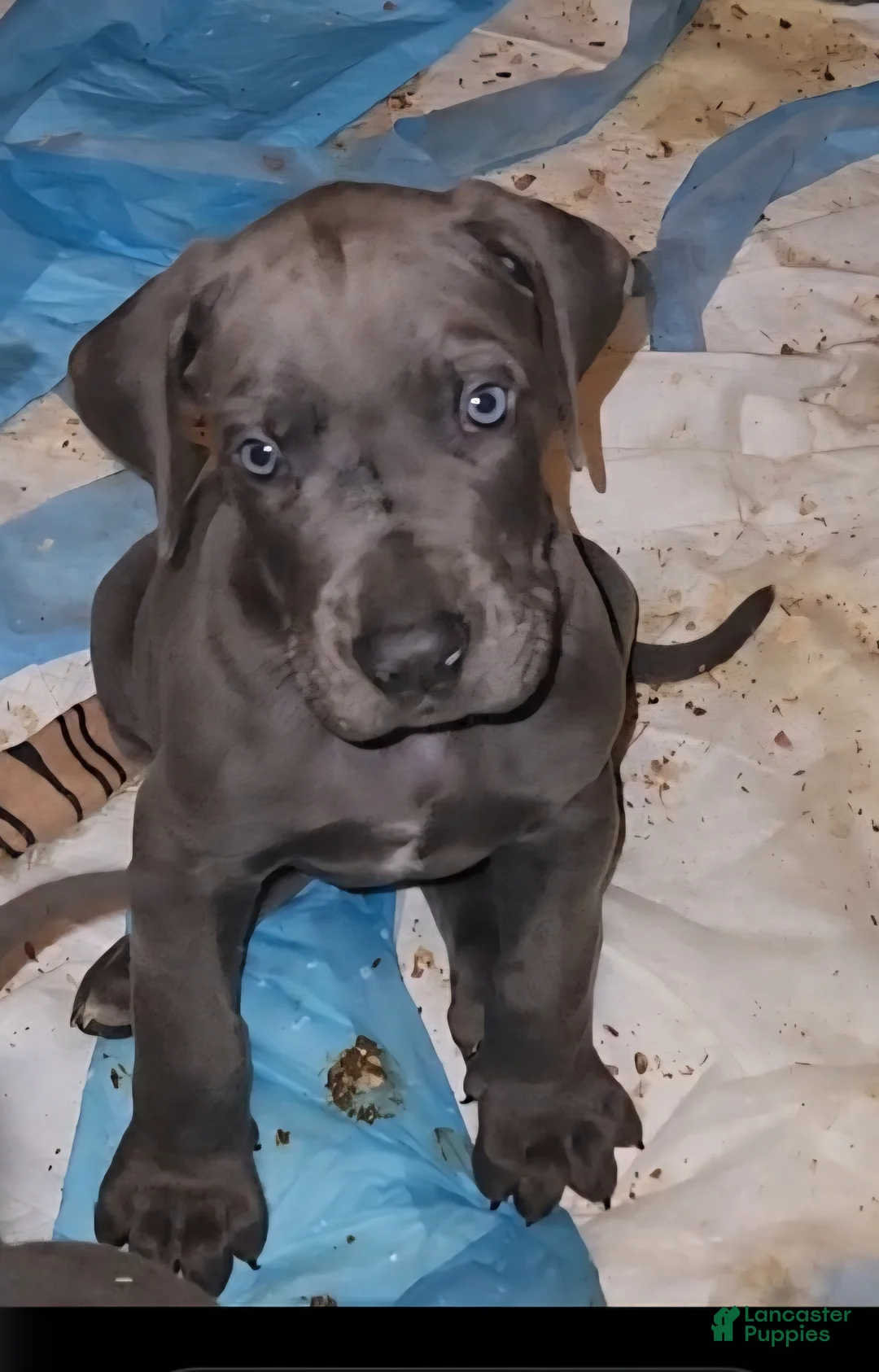 Great Dane dogs for sale: Great Dane Puppy 3 - Ad 2