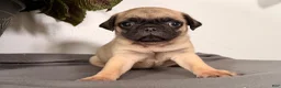 Pug dogs for sale: Popcorn - Ad 2