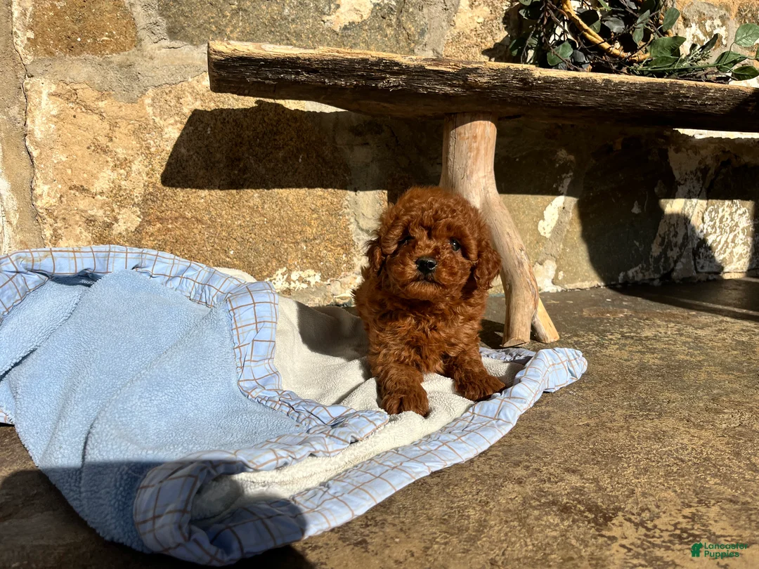 Toy Poodle dogs for sale: Little Tot❤️🐾AKC 6/7 lb❤️Call or Text 717-940-9223 - Ad 3