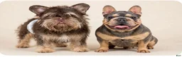 French Bulldog dogs for sale: French Bulldog 5 - Ad 7
