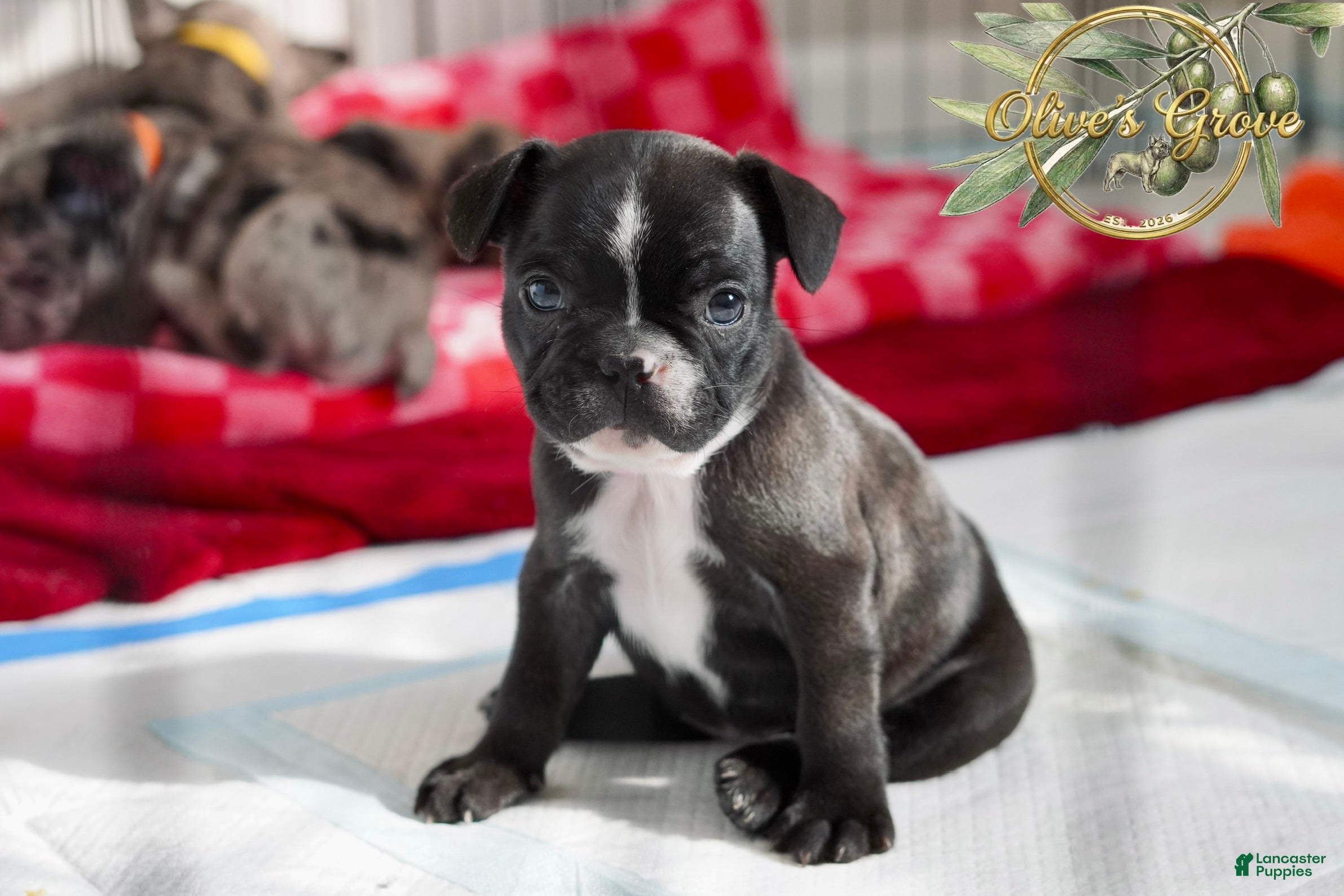 French Bulldog dogs Peppa - Ad 28