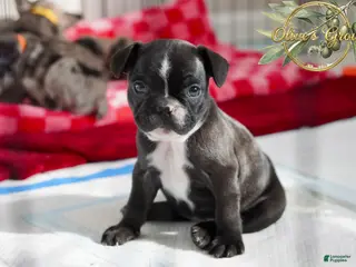 French Bulldog dogs Peppa - Ad 28