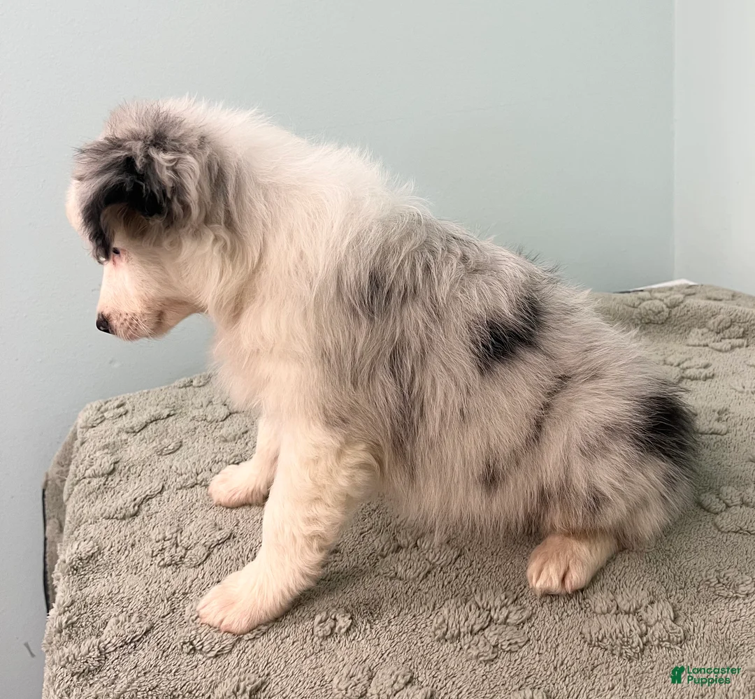 Australian Shepherd dogs for sale: Jackie - Ad 3