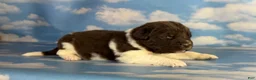 Newfoundland dogs for sale: S’mores DNA Clear OFA  - Ad 1