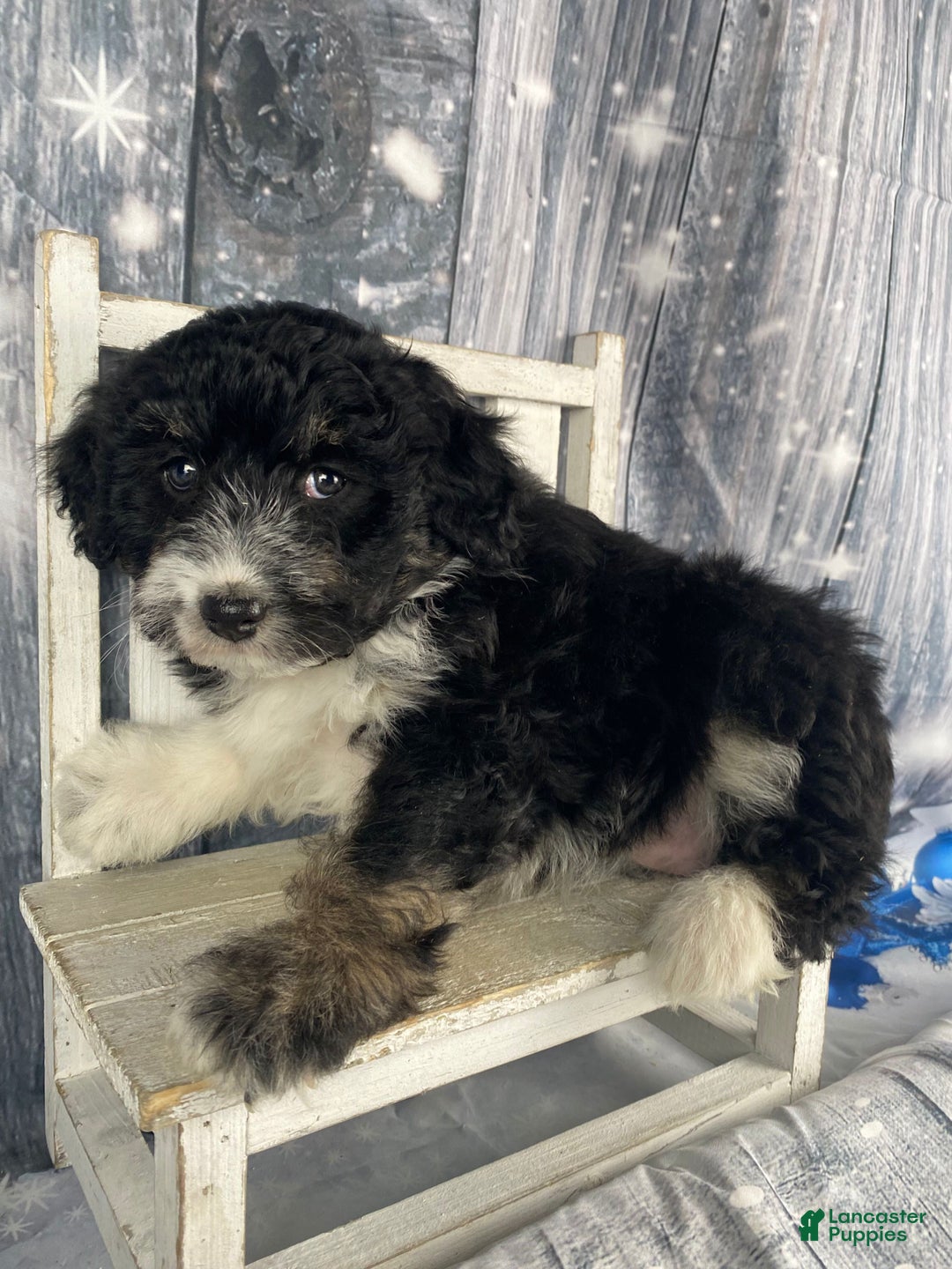 Aussiedoodle dogs for sale: Bella - Ad 19