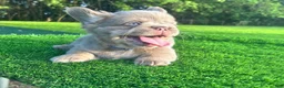 French Bulldog dogs for sale: Richie - Ad 11