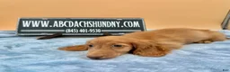 Miniature Dachshund dogs for sale: Ch Bred S.African/russian akc - Ad 8