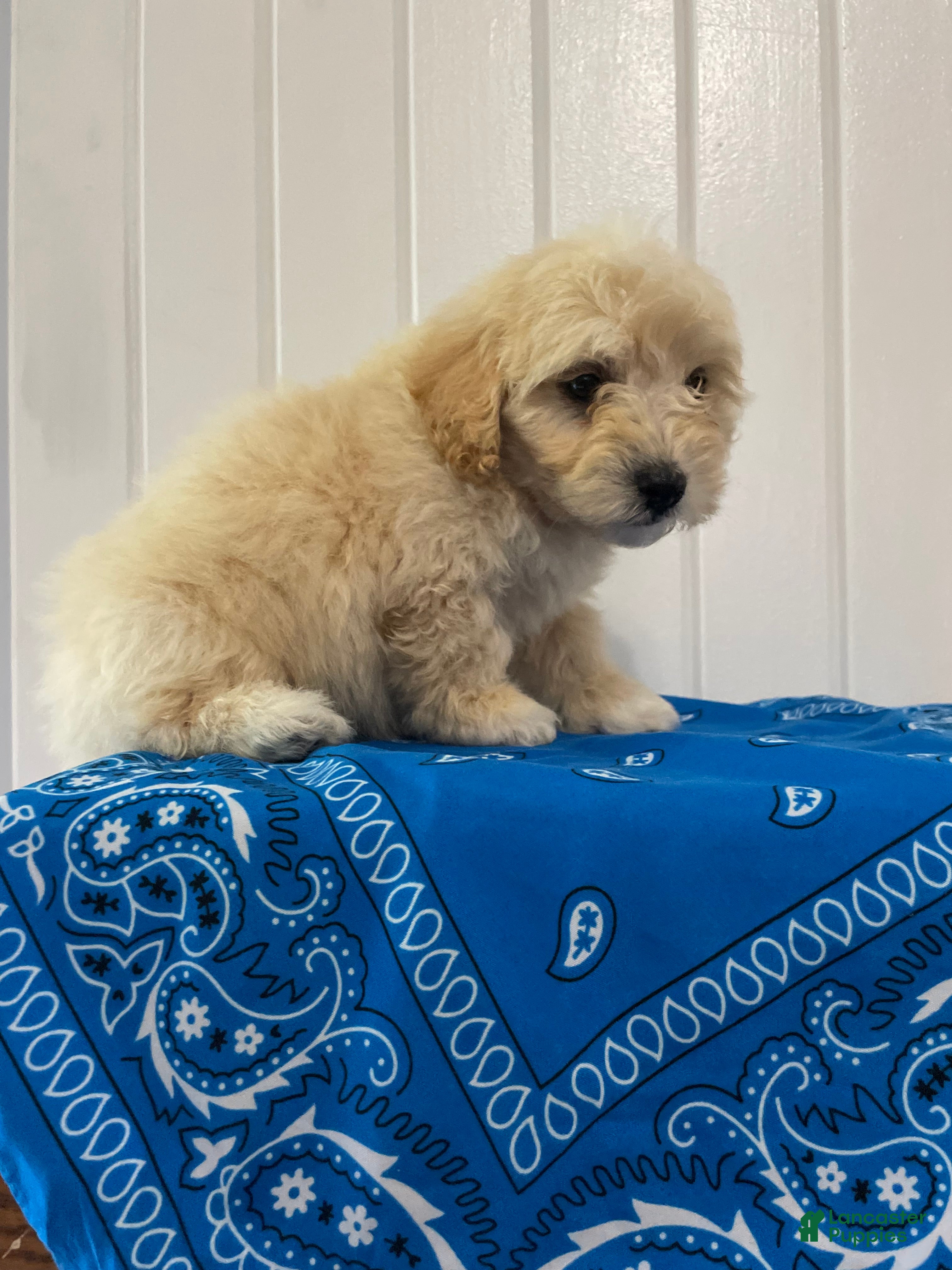 Maltipoo dogs Diego - Ad 2