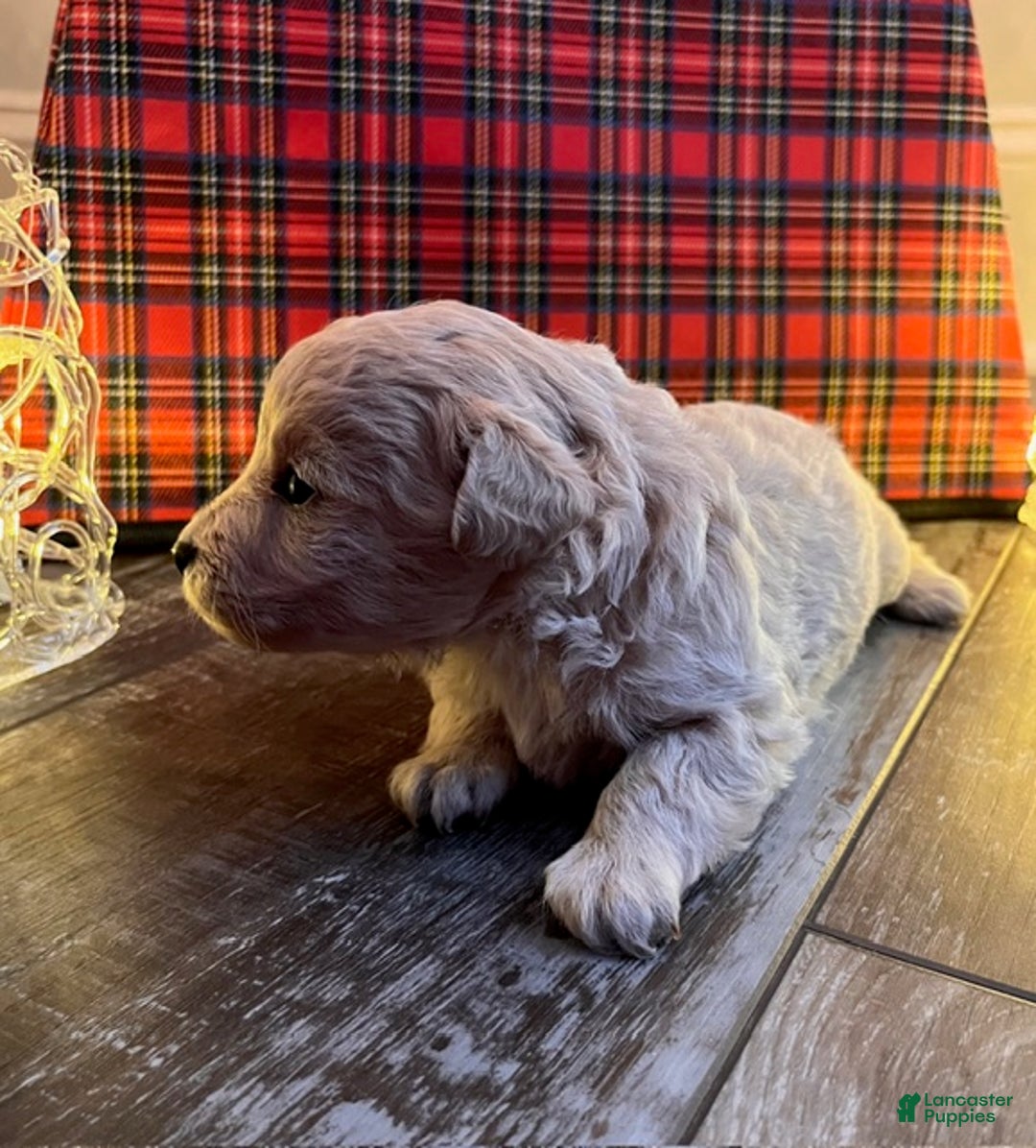 Pomapoo dogs for sale: Cindy Lou - Ad 4