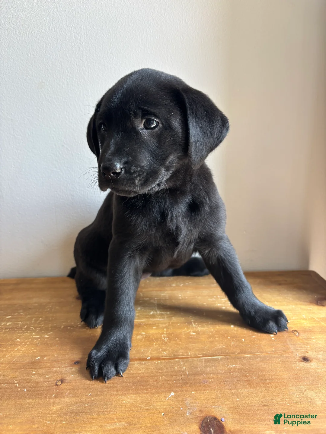 Labrador Retriever dogs for sale: Khloe - Ad 2