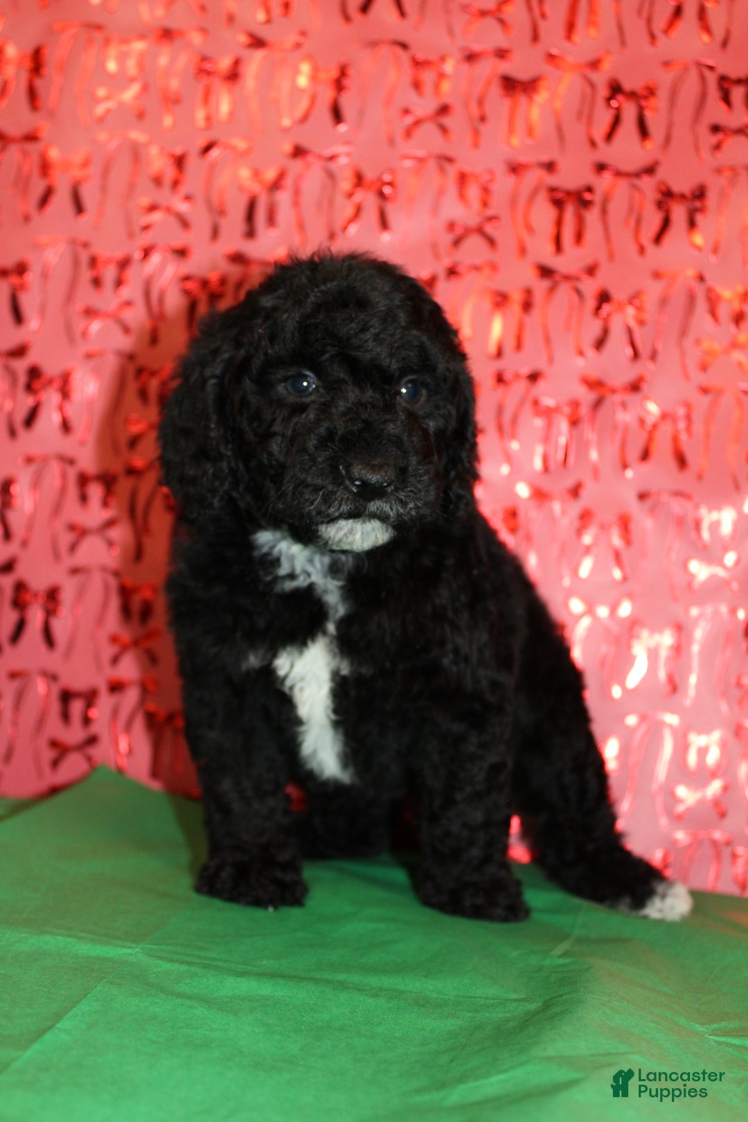 Miniature Poodle dogs for sale: Pepper - Ad 4