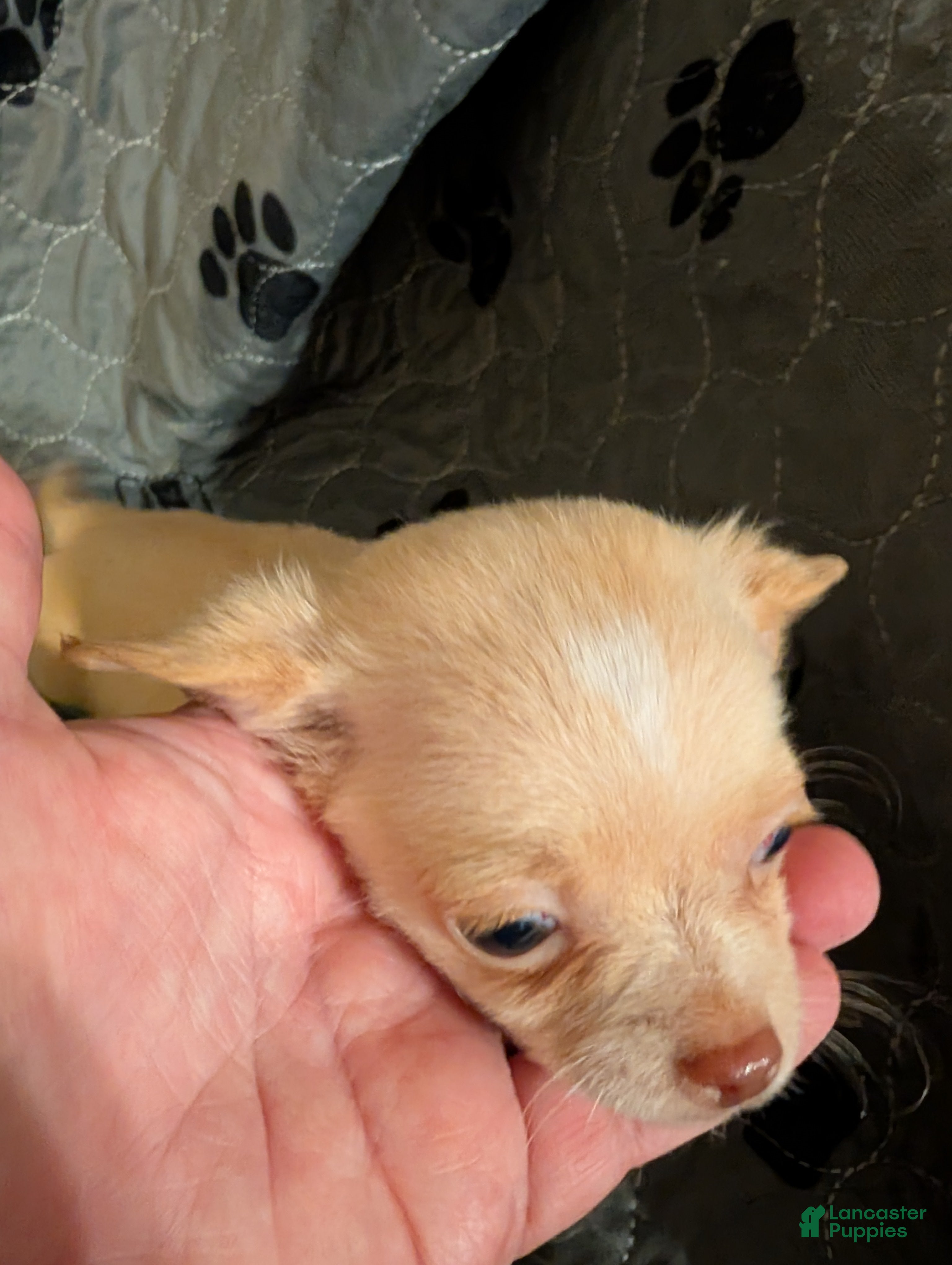 Chihuahua Puppies for sale in Virginia Lancaster Puppies