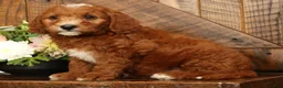 Mini Goldendoodle dogs for sale: Champ - Ad 3